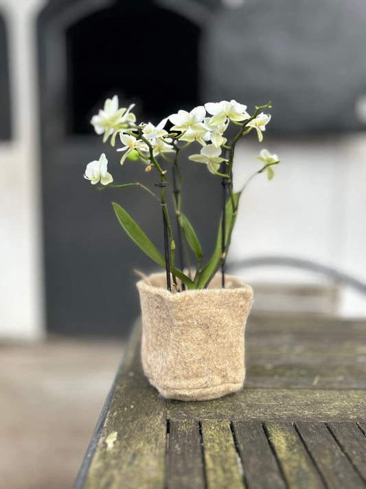 Hästhovbad/Förvaring/ kruka/