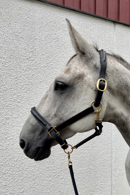 Leather halter with leather lead