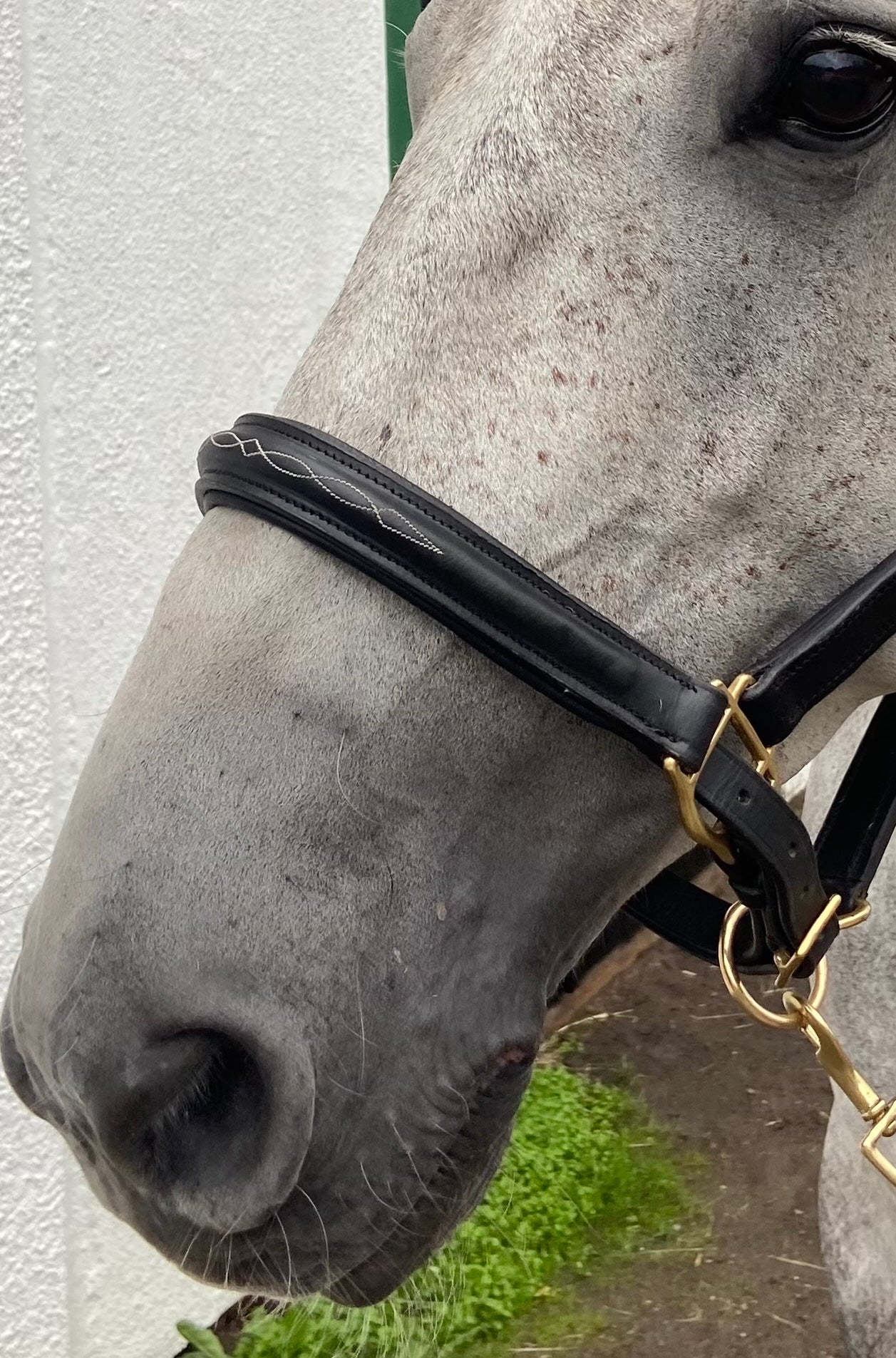 Leather halter with leather lead